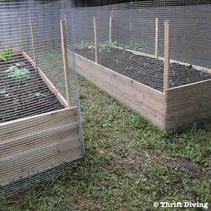 Jardin surélevé avec clôture métallique