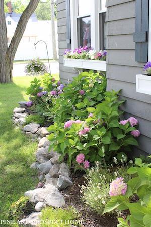 jardin rustique avec bordures rocheuses et hortensias