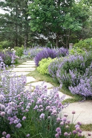 lavande et verdure