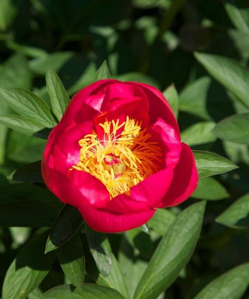 Des fleurs qui ressemblent à du feu 2