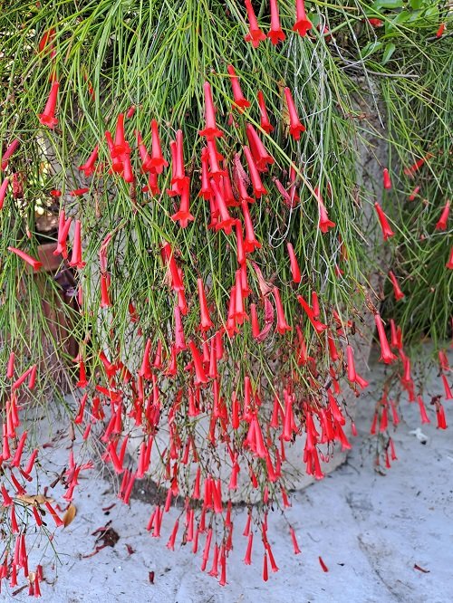 Des fleurs qui ressemblent à du feu 5