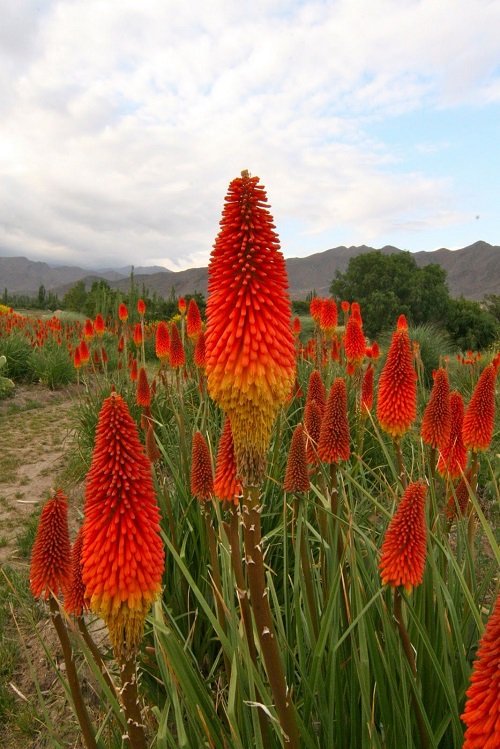 Des fleurs qui ressemblent à du feu 6