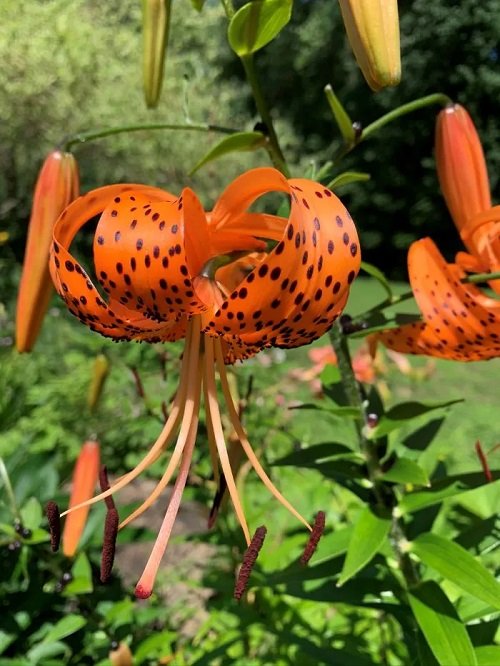 Des fleurs qui ressemblent à du feu 10