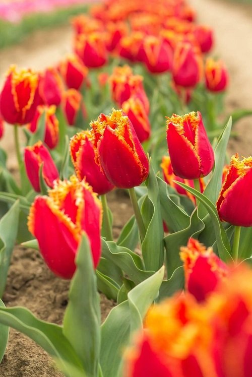 Des fleurs qui ressemblent à du feu 14