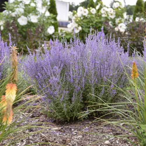 Plantez la taille en mars pour plus de fleurs