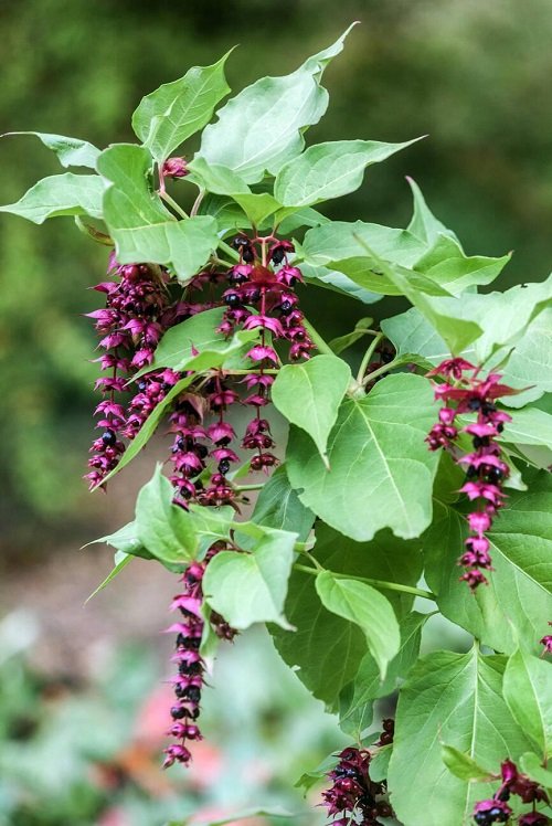 plantes Taillez en mars pour plus de fleurs 3