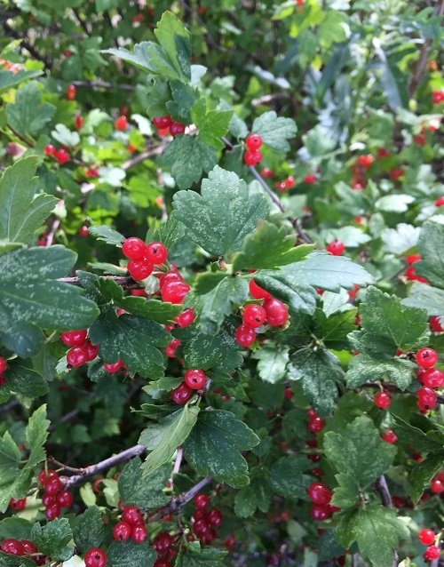 Plantes que vous devriez tailler en mars pour plus de fleurs 2