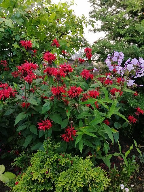 Fleurs qui repoussent les moustiques 1