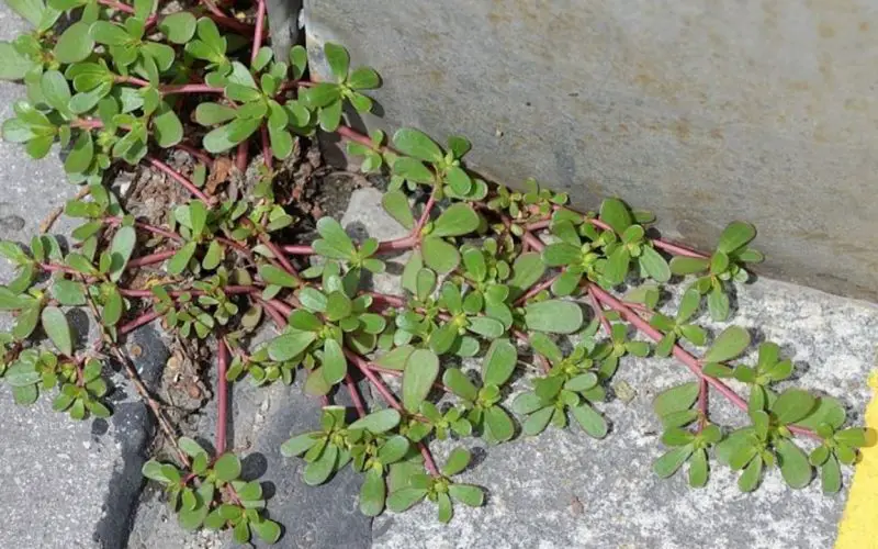 Le pourpier dans votre jardin : 8 raisons de ne pas le tuer !