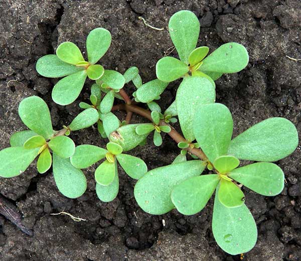 Le pourpier dans votre jardin : 8 raisons de ne pas le tuer !